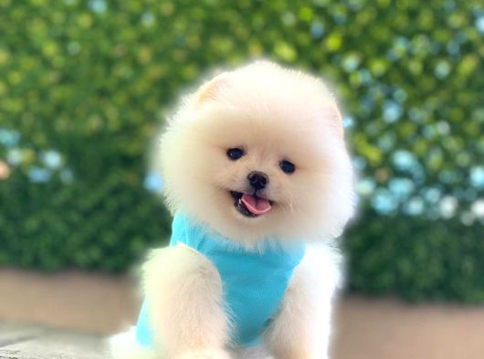 Ayıcık Yüzlü Orjinal Pomeranian Boo görsel