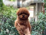 Bebek Yüzlü Toy Poodle Yavrular