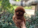 Bebek Yüzlü Toy Poodle Yavrular