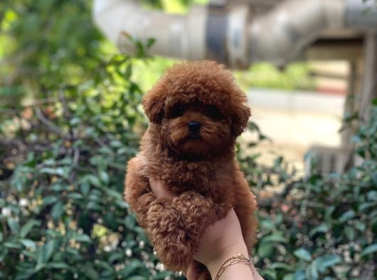 Bebek Yüzlü Toy Poodle Yavrular görsel