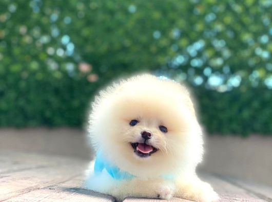 Ayıcık Yüzlü Orjinal Pomeranian Boo görsel