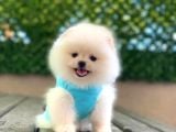Ayıcık Yüzlü Orjinal Pomeranian Boo