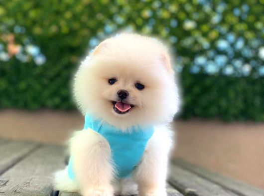Ayıcık Yüzlü Orjinal Pomeranian Boo