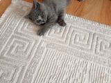 Zeki British Shorthair