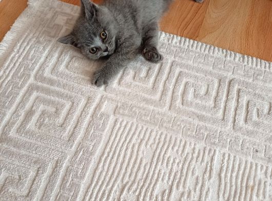 Zeki British Shorthair