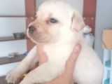 Labrador Yavrularimiz