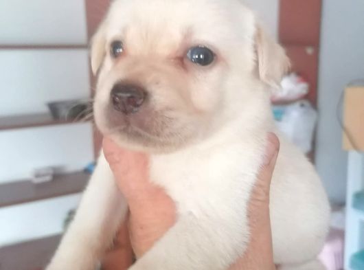 Labrador Yavrularimiz görsel