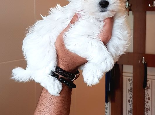 Super Fi̇yatlara Gerçek Maltese Yavrular görsel