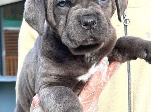 Cane Corsa Yavrulari İstanbul görsel
