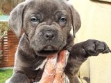 Cane Corsa Yavrulari İstanbul