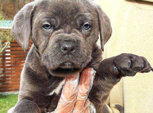 Cane Corsa Yavrulari İstanbul görsel