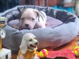 Kendini Özel Hissedenler American Buldog Yavrularımız