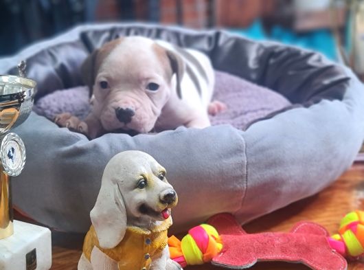 Kendini Özel Hissedenler American Buldog Yavrularımız görsel