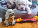 Kendini Özel Hissedenler American Buldog Yavrularımız
