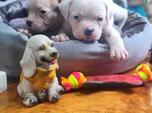 Kendini Özel Hissedenler American Buldog Yavrularımız görsel