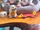 Kendini Özel Hissedenler American Buldog Yavrularımız