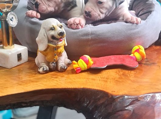 Kendini Özel Hissedenler American Buldog Yavrularımız görsel