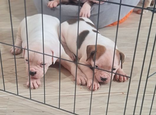 Kendini Özel Hissedenler American Buldog Yavrularımız görsel