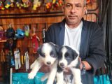 Border Colie Bebeklerimiz Için Acele Edin