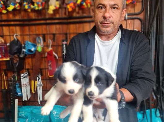 Border Colie Bebeklerimiz Için Acele Edin görsel