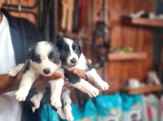Border Colie Bebeklerimiz Için Acele Edin görsel