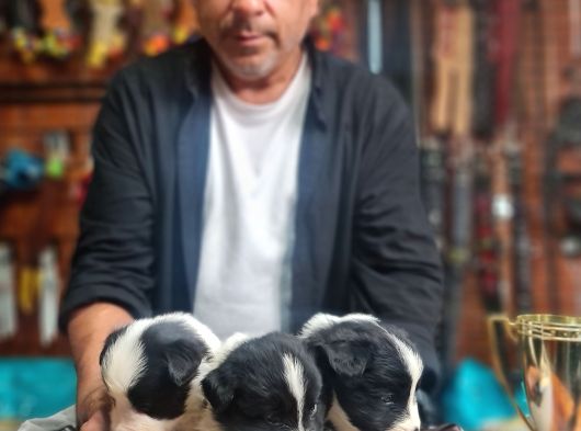 Border Colie Bebeklerimiz Için Acele Edin görsel