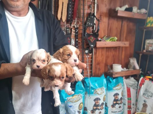 Cavalier Bebeklerimiz Için Acele Edin görsel