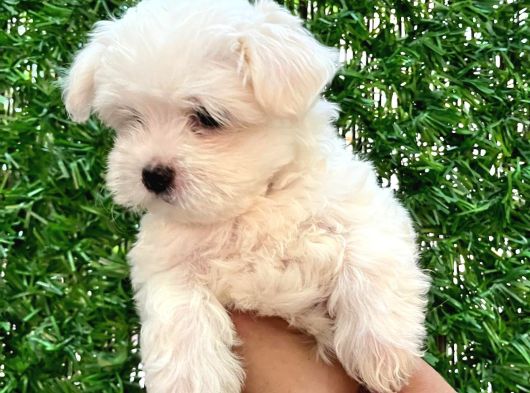 Maltese Terier Yavrumuz