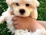 Maltese Terier Yavrumuz