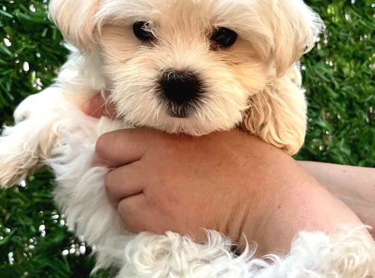 Maltese Terier Yavrumuz görsel
