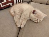 British Shorthair 2 Aylık