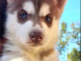 KIZIL BEYAZ HUSKY YAVRULAR