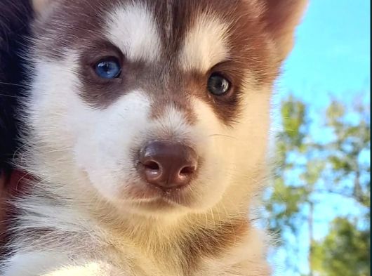 Kizil Beyaz Husky Yavrular