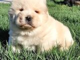 Chow Chow Yavruları  Istanbul