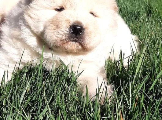 Chow Chow Yavruları  Istanbul görsel