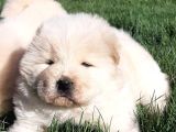 Chow Chow Yavruları  Istanbul