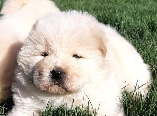 Chow Chow Yavruları  Istanbul