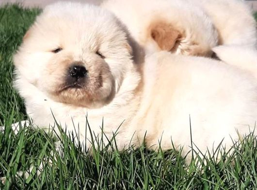 Chow Chow Yavruları  Istanbul görsel