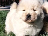 Chow Chow Yavruları  Istanbul