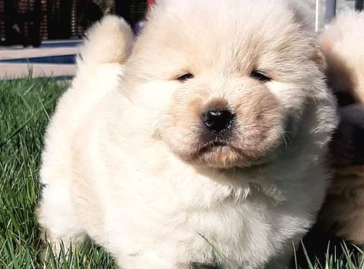Chow Chow Yavruları  Istanbul görsel