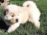 Chow Chow Yavruları  Istanbul