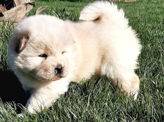 Chow Chow Yavruları  Istanbul görsel