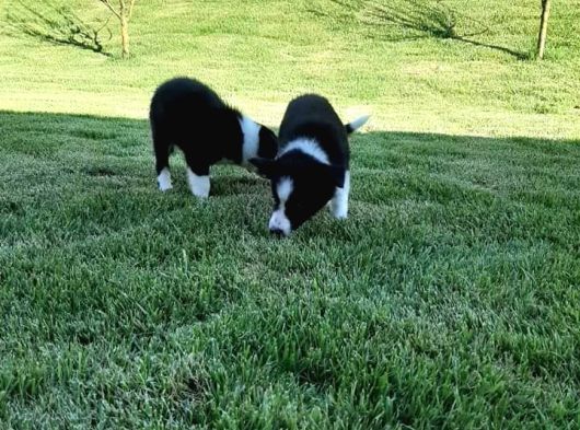 Border Collie Yavruları Istanbul görsel