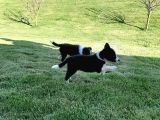 Border Collie Yavruları Istanbul