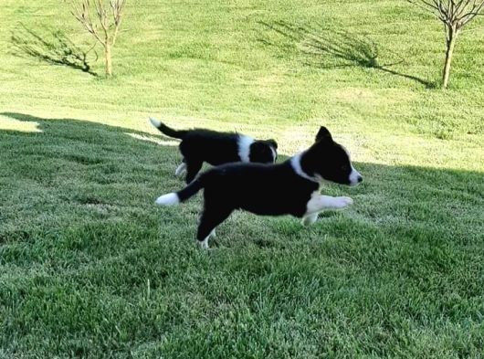 Border Collie Yavruları Istanbul görsel