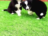 Border Collie Yavruları Istanbul
