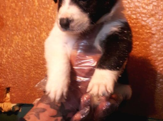 Si̇yah Ve Blue Merle Erkek Border Coli̇e Yavrular görsel