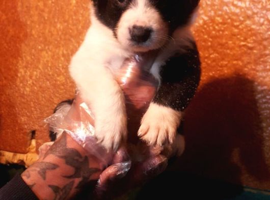 Si̇yah Ve Blue Merle Erkek Border Coli̇e Yavrular görsel