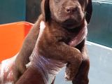 Uygun Fi̇yata Her Renk Orji̇nal Labrador Yavrular