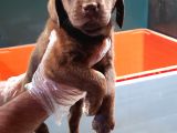 Uygun Fi̇yata Her Renk Orji̇nal Labrador Yavrular